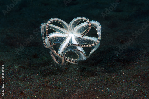 Fototapeta Incredible Underwater World - Mimic octopus - Thaumoctopus mimicus