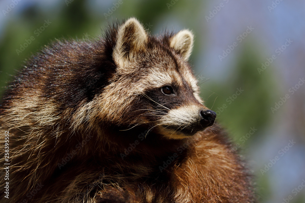 Fototapeta premium Portrait of female common raccoon
