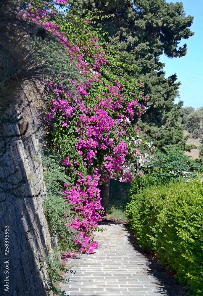Blooming street of Greece