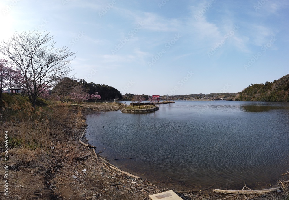 Sakura blooming around lake in spring in Japan