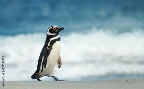 Magellanic penguin walking on a sandy beach