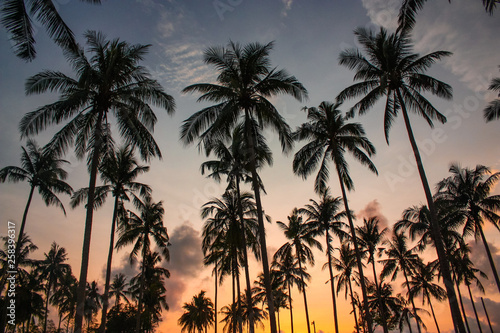 Tropical palms and the sky. Thailand. Amazing sunset and beautiful view. Silhouette of palm trees at sunset.