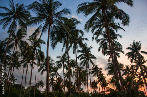 Tropical palms and the sky. Thailand. Amazing sunset and beautiful view. Silhouette of palm trees at sunset.