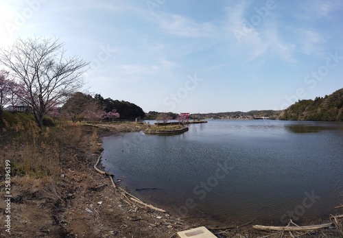 Sakura blooming around lake in spring in Japan