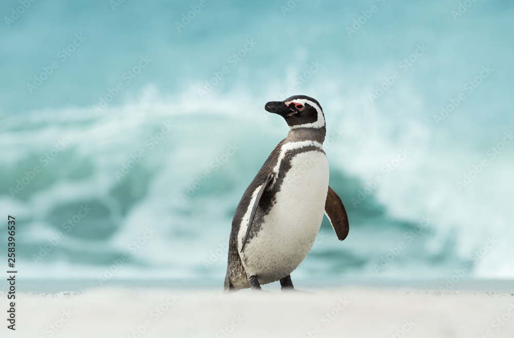 Fototapeta premium Magellanic penguin standing on shore by a stormy ocean