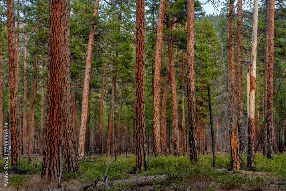 Obraz premium Ponderosa Pine Stand