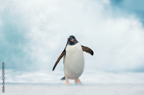 Gentoo penguin coming on shore from a stormy Atlantic ocean