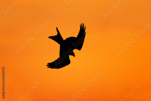 Silhouette of a red kite in flight