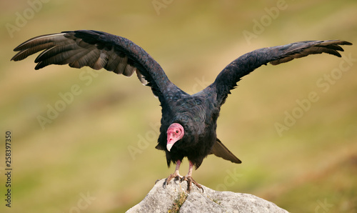 Turkey vulture with open wings warming on a stone photo