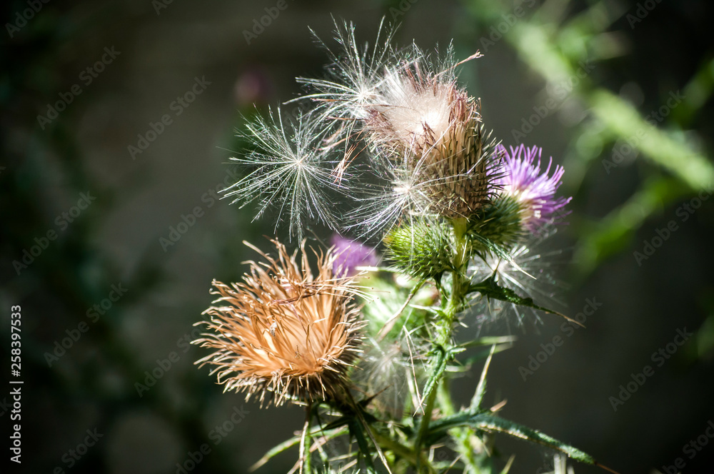 A beautiful color of blooming head donkey thistle closeup as natural floral background A beautiful color of blooming head donkey thistle closeup as natural floral background