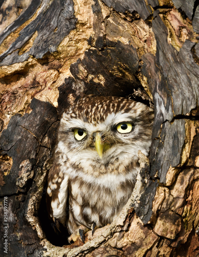 Little owl perched in a tree trunk Little owl perched in a tree trunk