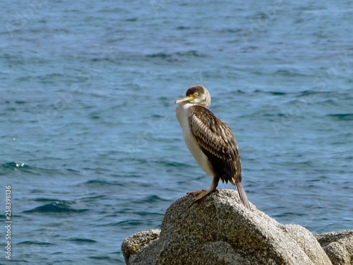 cormorant on the rock