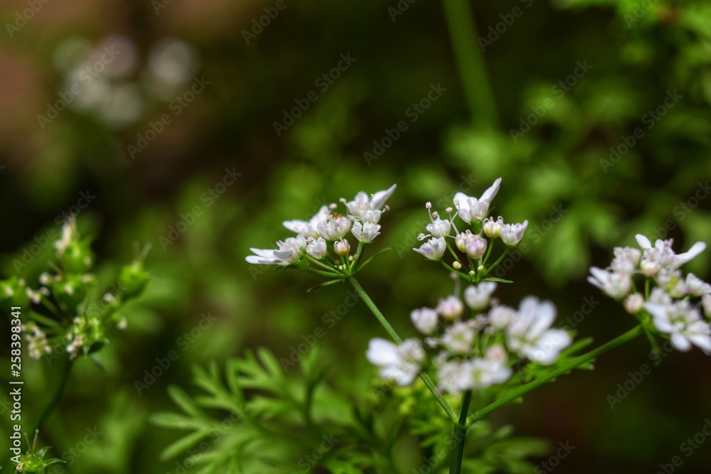 flor flor