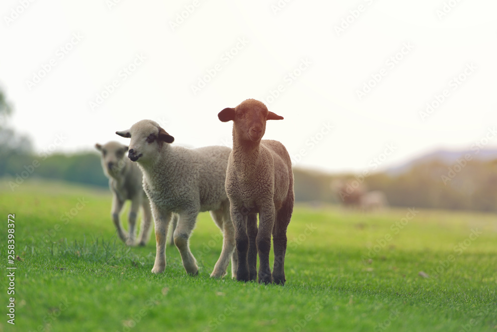 Cute little lamb on fresh spring green meadow during sunrise Cute little lamb on fresh spring green meadow during sunrise