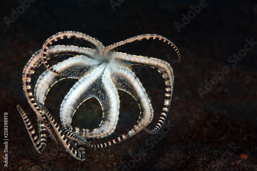 Canvastavla Incredible Underwater World - Mimic octopus - Thaumoctopus mimicus