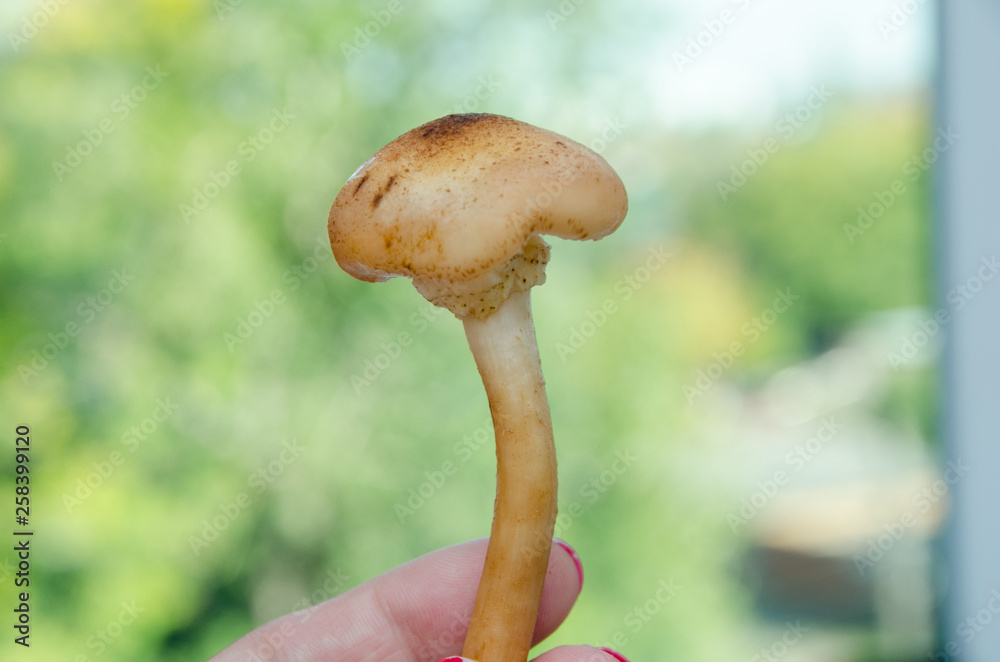 many mushrooms are on the table, a mushroom picker has gathered mushrooms in the forest