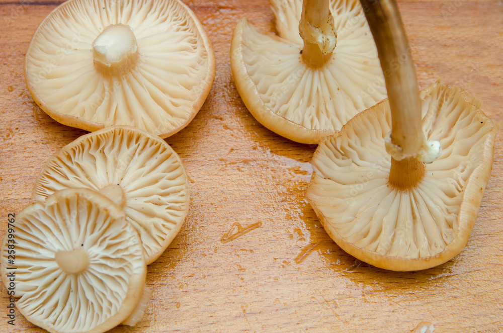 many mushrooms are on the table, a mushroom picker has gathered mushrooms in the forest many mushrooms are on the table, a mushroom picker has gathered mushrooms in the forest