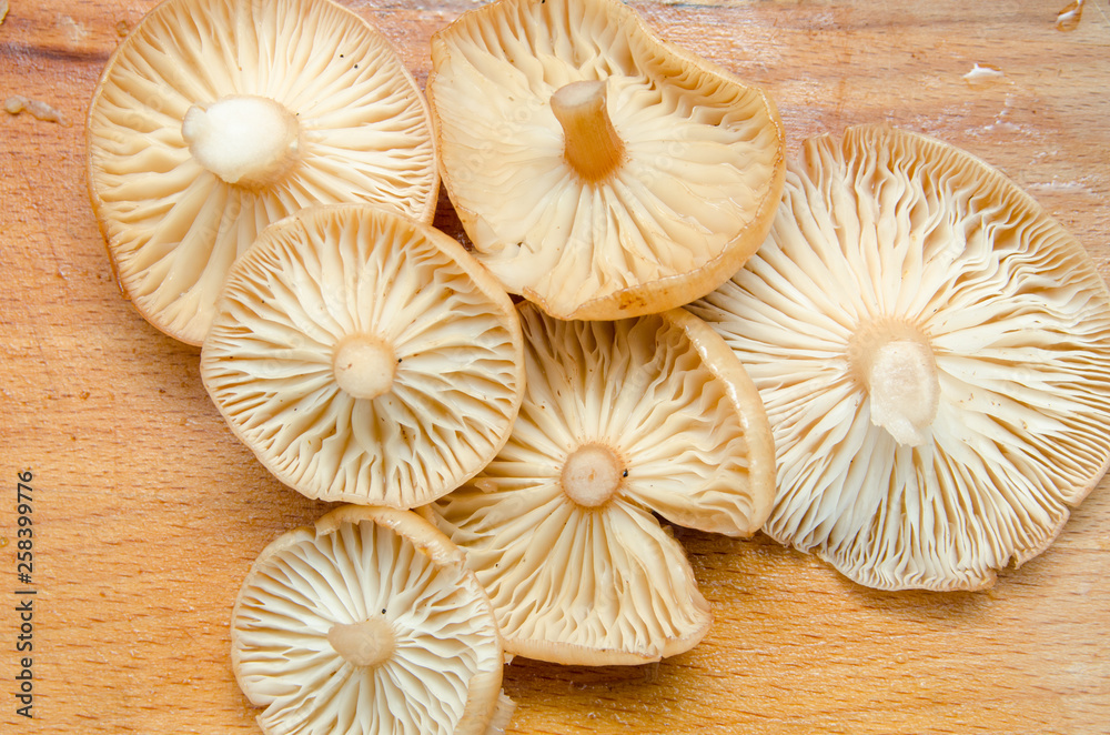 many mushrooms are on the table, a mushroom picker has gathered mushrooms in the forest many mushrooms are on the table, a mushroom picker has gathered mushrooms in the forest