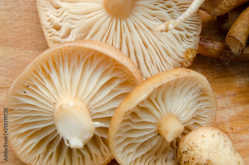 mushrooms cut into pieces and lie on the board