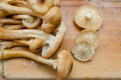 many mushrooms are on the table, a mushroom picker has gathered mushrooms in the forest