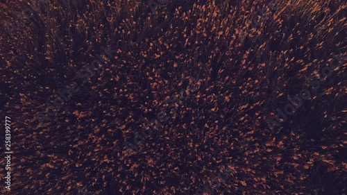 Top view of grassland in autumn