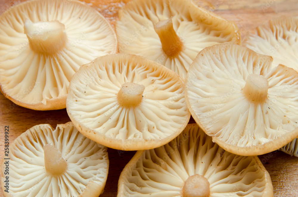 many mushrooms are on the table, a mushroom picker has gathered mushrooms in the forest many mushrooms are on the table, a mushroom picker has gathered mushrooms in the forest