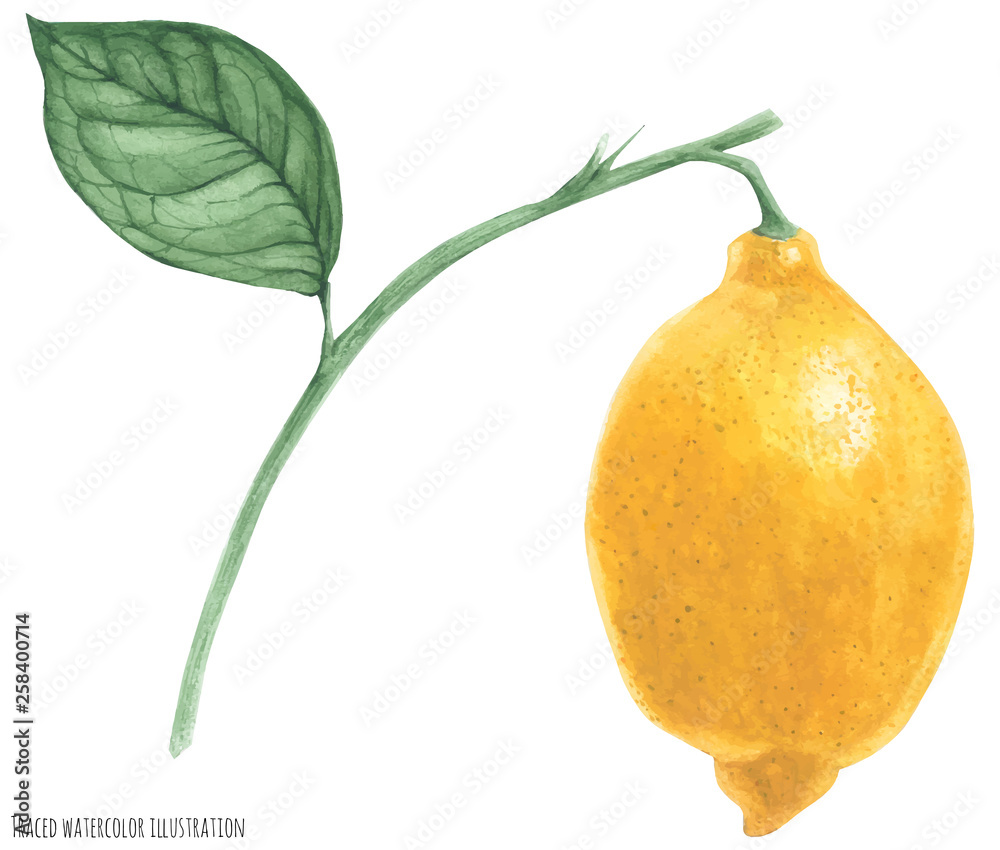 fresh lemon branch, traced watercolor illustration