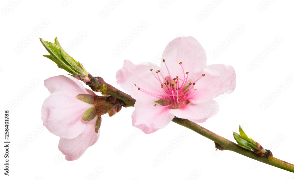 sakura flowers isolated