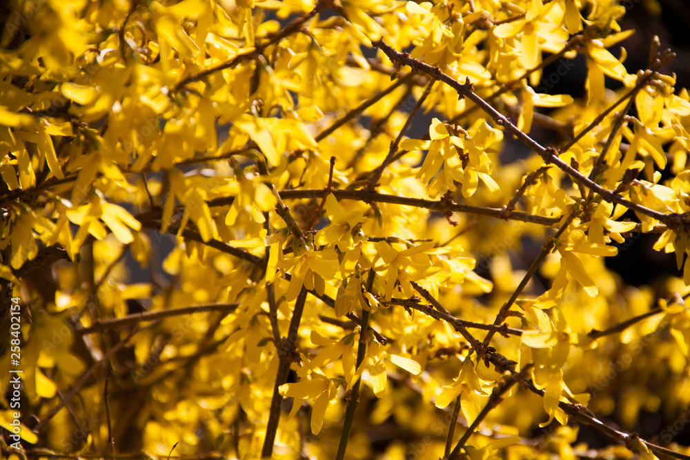 yellow spring flowers japan yellow spring flowers japan