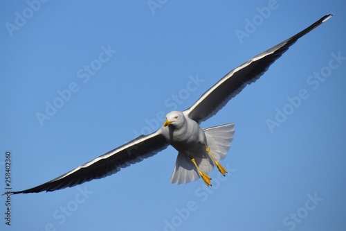 a seagull in solitary flight