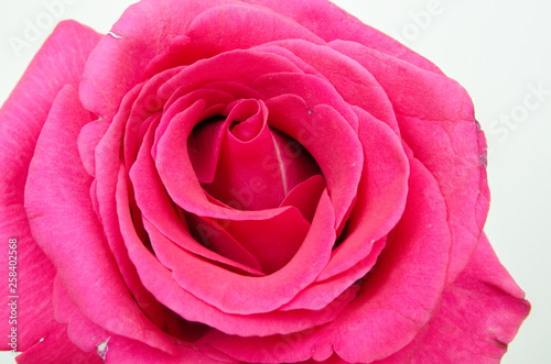 red rose on a white background, beautiful flower