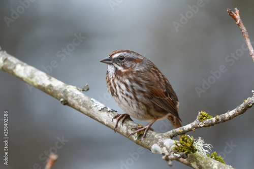 song sparrow bird photo