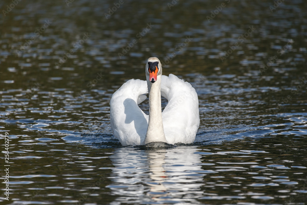 Naklejka premium Mute swan bird