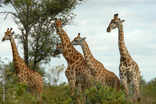 Sticker Herd of giraffes