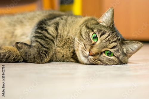 The cat lies on the floor and looks straight into the camera. Concept: rest, pets, relaxation, keeping pets.