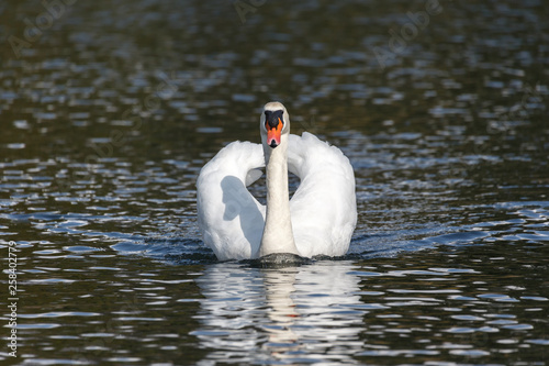 Fototapeta Naklejka Na Ścianę i Meble -  Mute swan bird