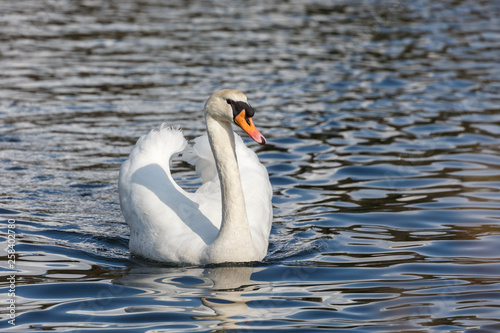 Fototapeta Naklejka Na Ścianę i Meble -  Mute swan