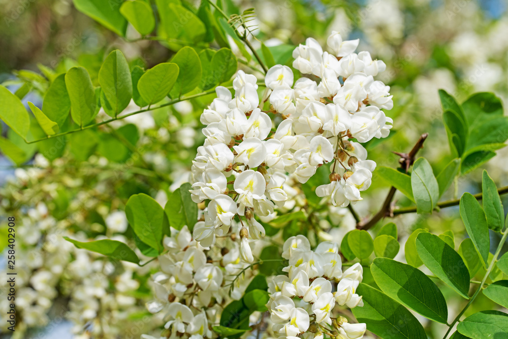 Blühende Robinie, Robinia pseudoacacia Blühende Robinie, Robinia pseudoacacia