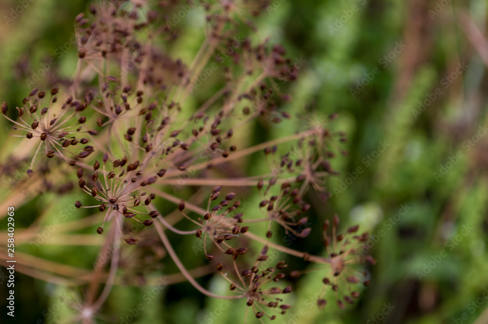 Fennel plant is growing in the garden. Domestic flavoring Fennel plant is growing in the garden. Domestic flavoring