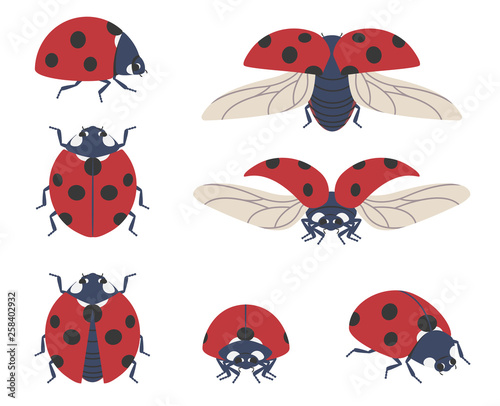 Insect ladybug. Set of seven vector beetles of different angles on a transparent background.
