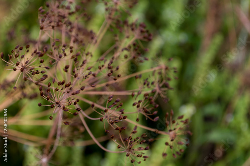 Fennel plant is growing in the garden. Domestic flavoring