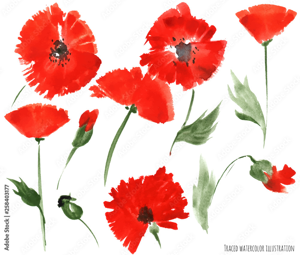 Red poppy flowers by watercolor