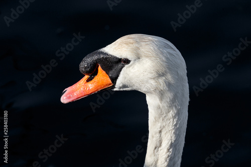Fototapeta Naklejka Na Ścianę i Meble -  Mute swan head