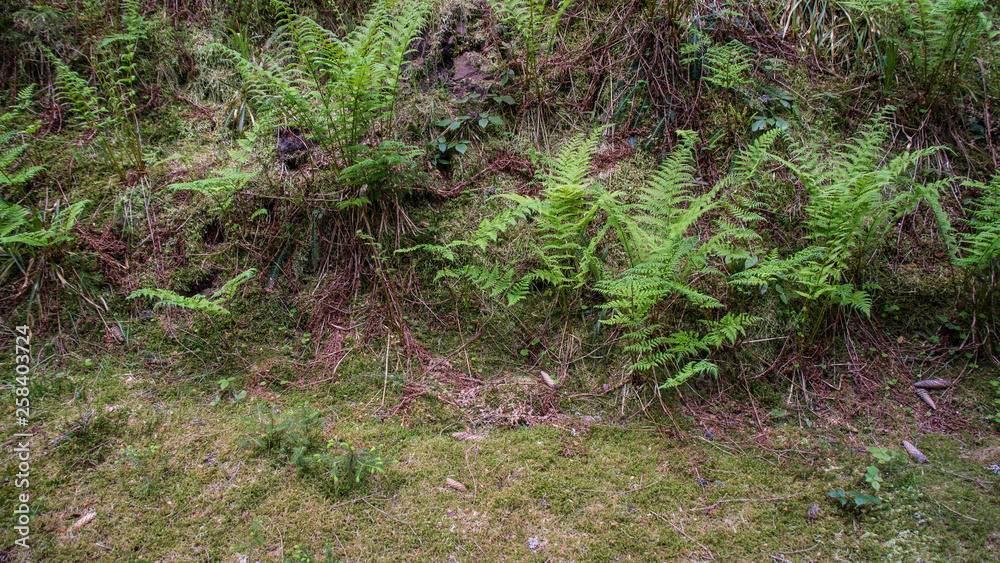 Fototapeta premium fern growing at meadow side