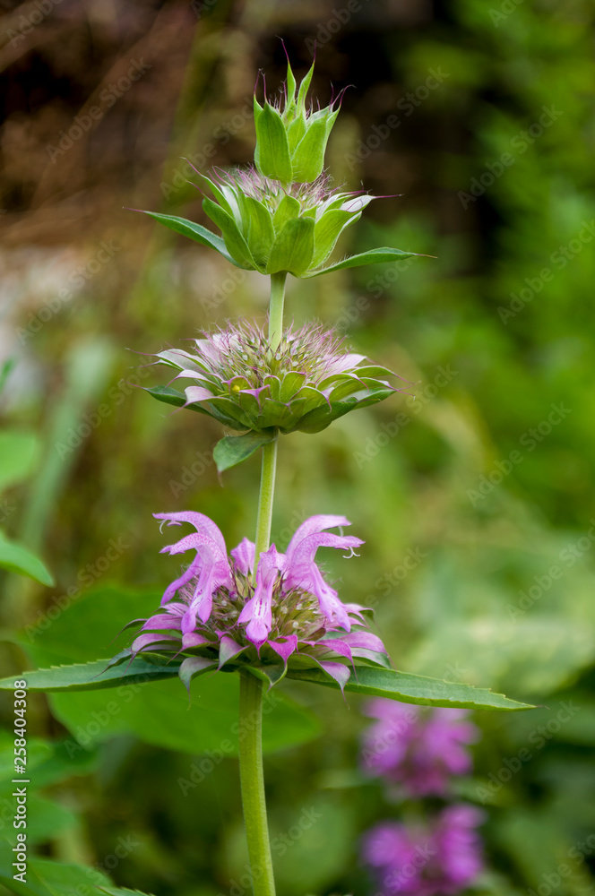 Estragon herb Garden purple flower. Blossom. On the background with green herbs behind.Tarragon