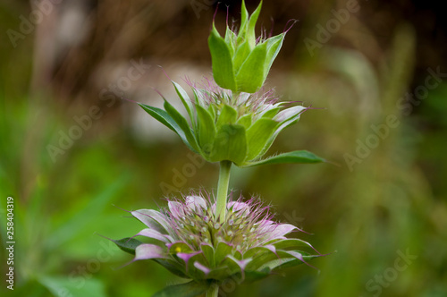 Estragon herb Garden purple flower. Blossom. On the background with green herbs behind.Tarragon