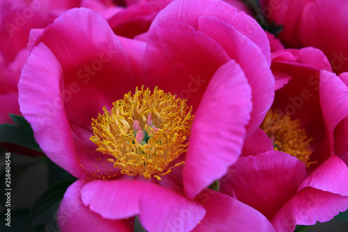 peony_10
