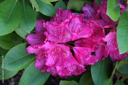 rhododendron_1