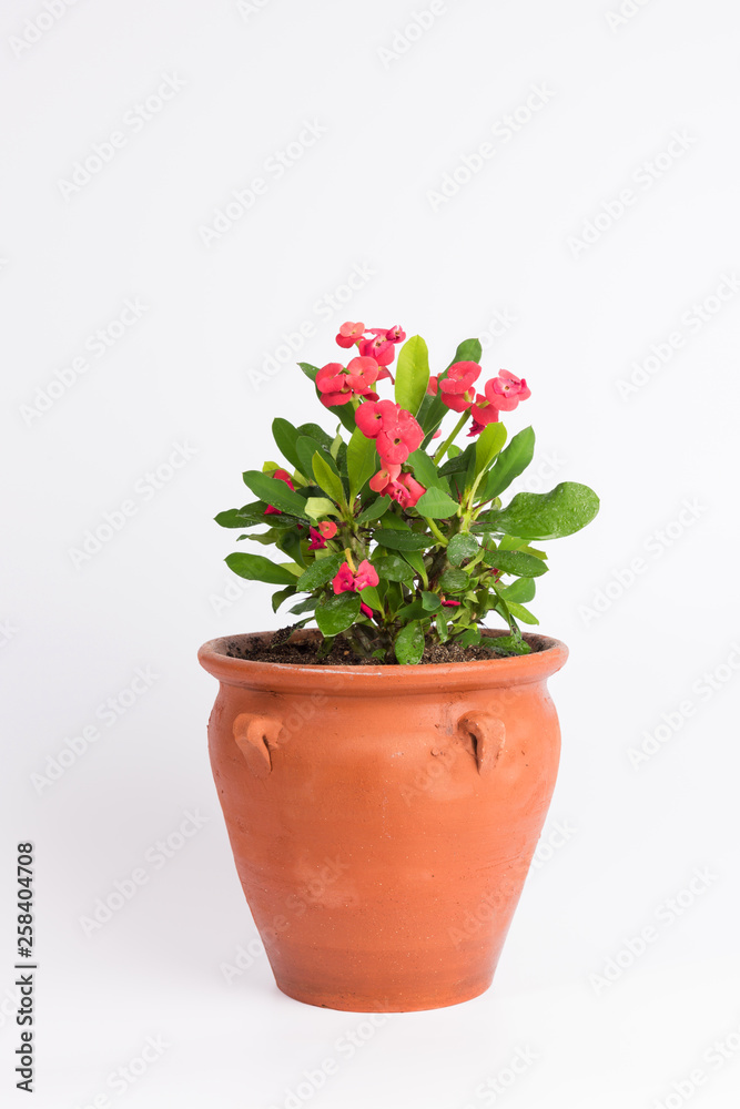 Red Euphorbia (crown of thorns) in flowerpot isolated on white background