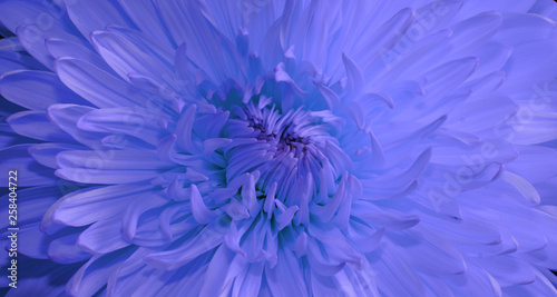 abstract flower background macro flower chrysanthemum purple color